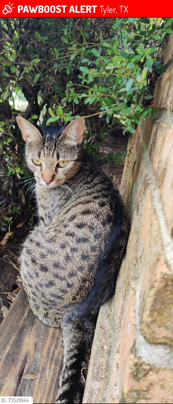 Lost Female Cat last seen Ark la tex shredding, Tyler, TX 75708