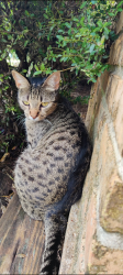 Lost Female Cat last seen Ark la tex shredding, Tyler, TX 75708