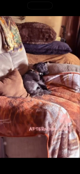 Lost Male Dog last seen Haven acres laundry mat, Tupelo, MS 38801