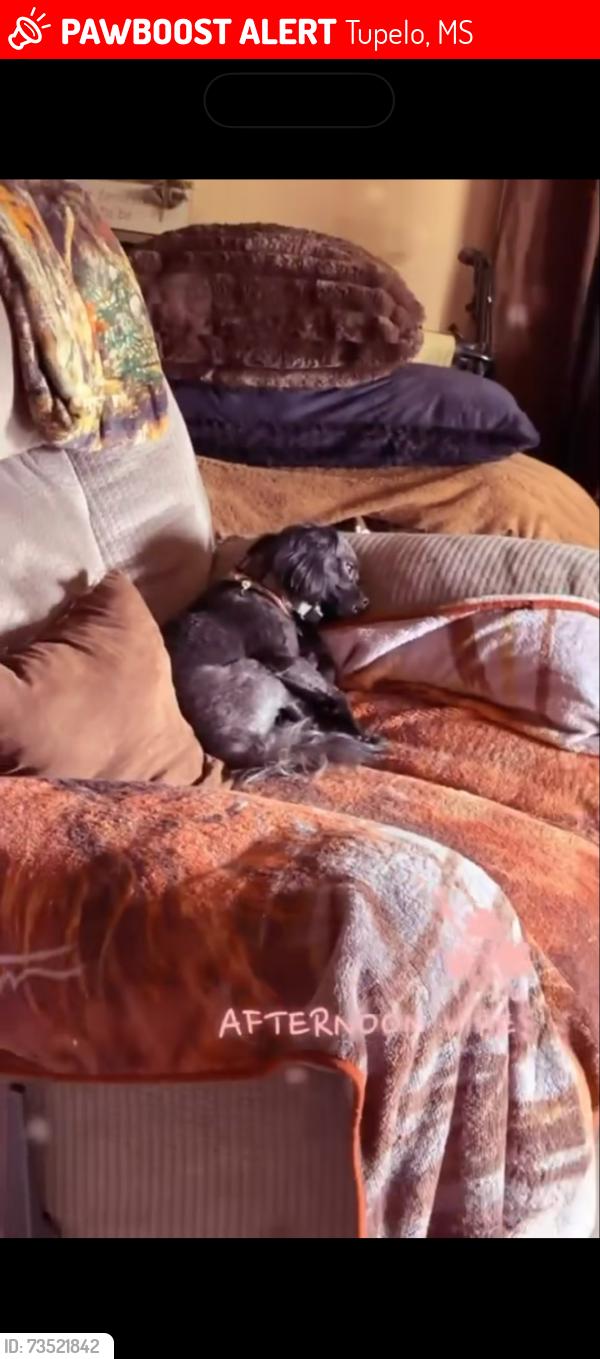 Lost Male Dog last seen Haven acres laundry mat, Tupelo, MS 38801