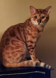 Reunited Male Cat last seen Lake road and woodlane drive, Woodbury, MN 55125
