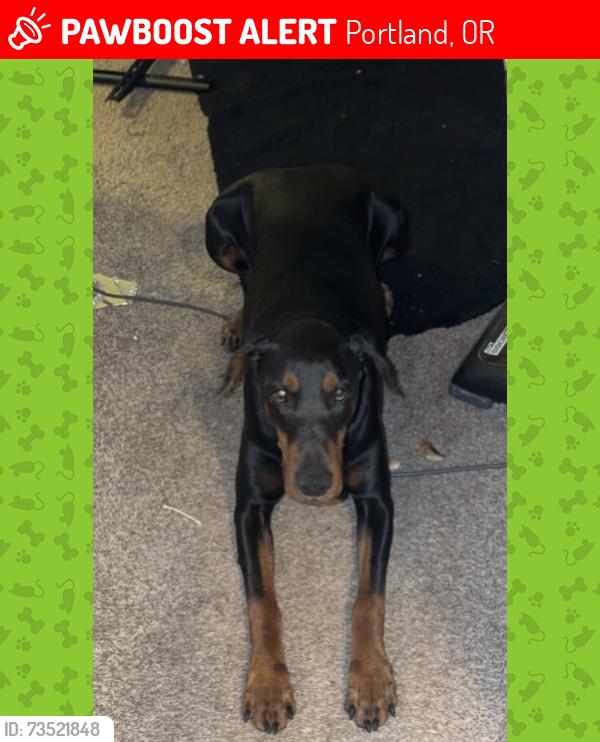 Lost Female Dog last seen Schiller and 83rd, Portland, OR 97266
