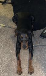Lost Female Dog last seen Schiller and 83rd, Portland, OR 97266