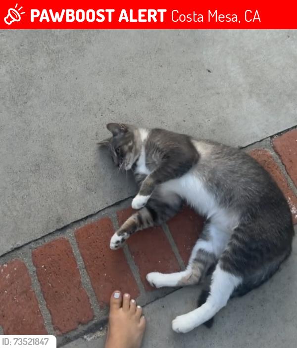 Lost Male Cat last seen Oc fair, Costa Mesa, CA 92626