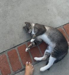 Lost Male Cat last seen Oc fair, Costa Mesa, CA 92626