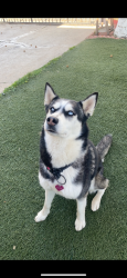 Lost Female Dog last seen s euclid ave, San Diego, CA 92113