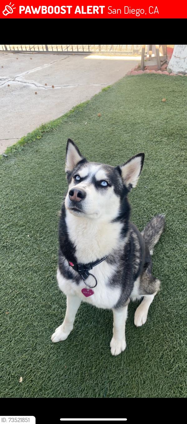 Lost Female Dog last seen s euclid ave, San Diego, CA 92113