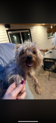 Reunited Male Dog last seen Camden Ave, El Cajon, CA 92020