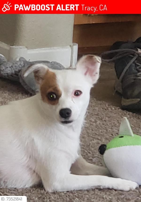 Lost Female Dog last seen Near E 1st St Tracy,ca, Tracy, CA 95376