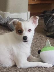 Lost Female Dog last seen Near E 1st St Tracy,ca, Tracy, CA 95376