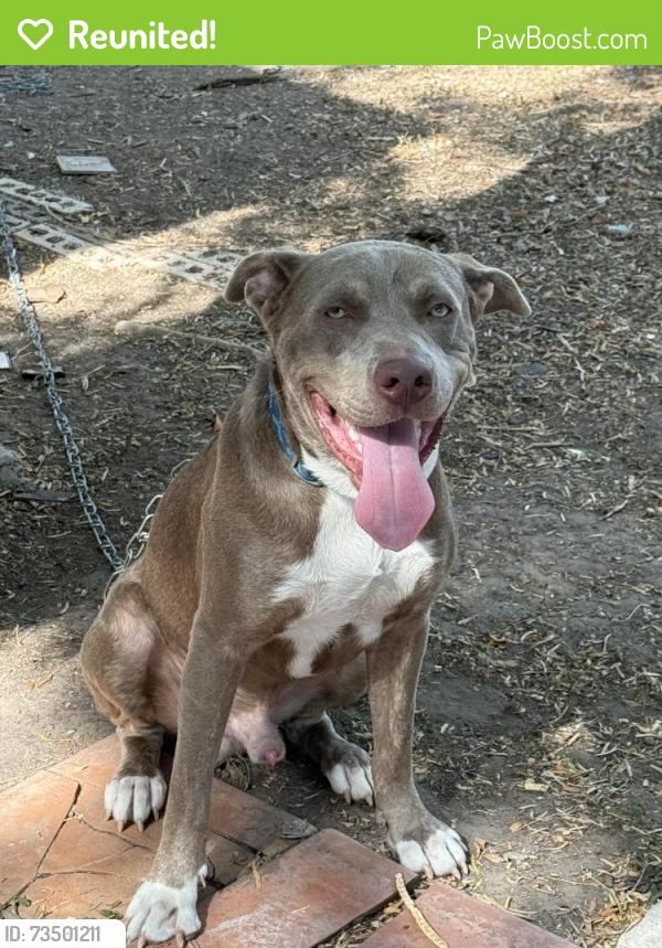 Reunited Male Dog last seen Paloma Lane, Harlingen, TX, Harlingen, TX 78552
