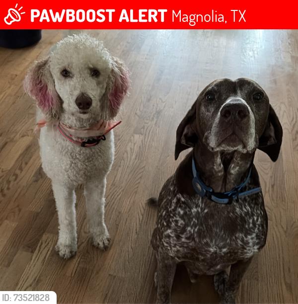 Lost Female Dog last seen Honea Egypt Fish Creek, Magnolia, TX 77354