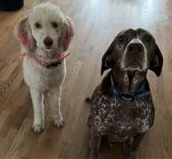 Lost Female Dog last seen Honea Egypt Fish Creek, Magnolia, TX 77354