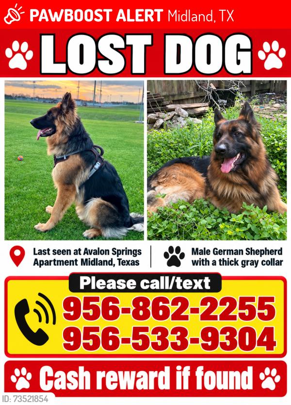Lost Male Dog last seen Avalon springs apmts, Midland, TX 79703