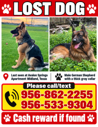 Lost Male Dog last seen Avalon springs apmts, Midland, TX 79703
