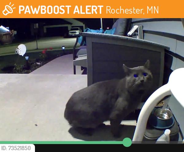 Found/Stray Unknown Cat last seen Fairway Drive NW Rochester, MN, Rochester, MN 55901