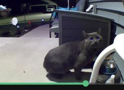 Found/Stray Unknown Cat last seen Fairway Drive NW Rochester, MN, Rochester, MN 55901