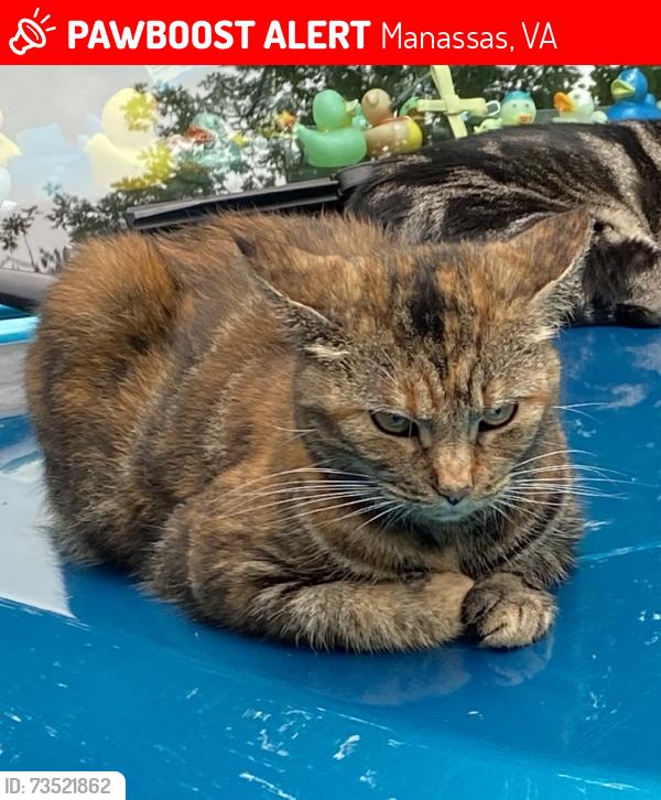 Lost Female Cat last seen Meadows Farm Nursery, Manassas, VA 20112