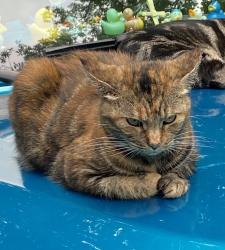 Lost Female Cat last seen Meadows Farm Nursery, Manassas, VA 20112