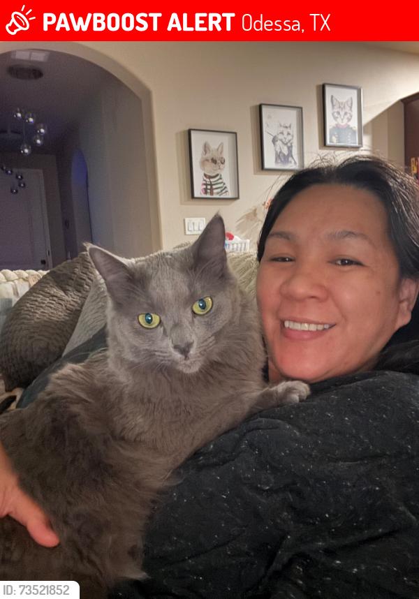 Lost Male Cat last seen Enclave at Mission ests, Odessa, TX 79765