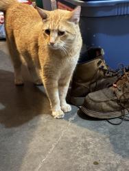 Reunited Unknown Cat last seen Laura and United, Harrisburg, SD 57032