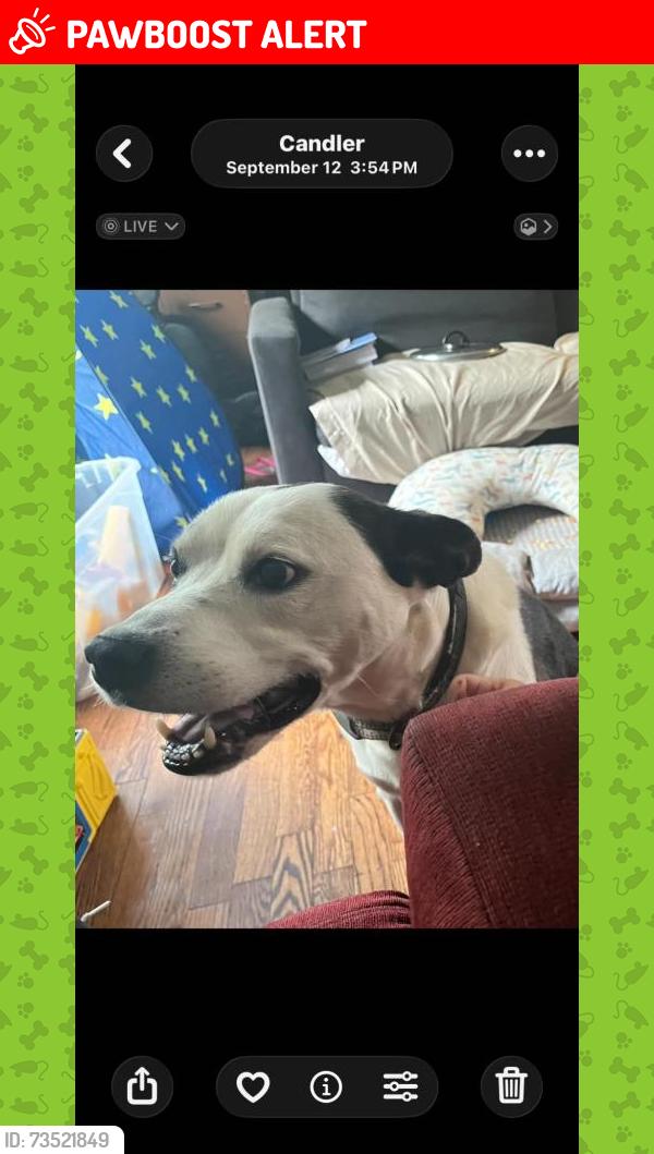 Lost Male Dog last seen Hillcrest dr, hot dog king area, Buncombe County, NC 28715