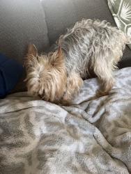 Reunited Male Dog last seen E Camden Ave, El Cajon, CA 92020, USA, El Cajon, CA 92020