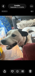 Lost Male Dog last seen Hillcrest dr, hot dog king area, Buncombe County, NC 28715