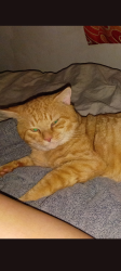 Reunited Male Cat last seen Sheldon and W Waters ave, Town 'n' Country, FL 33615