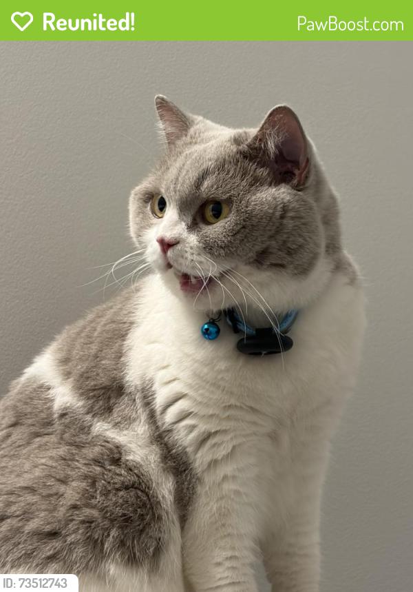 Reunited Male Cat last seen Lanier High School, Buford, GA 30518
