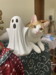Lost Male Cat last seen MacClenthen Rd, Manlius, NY 13104