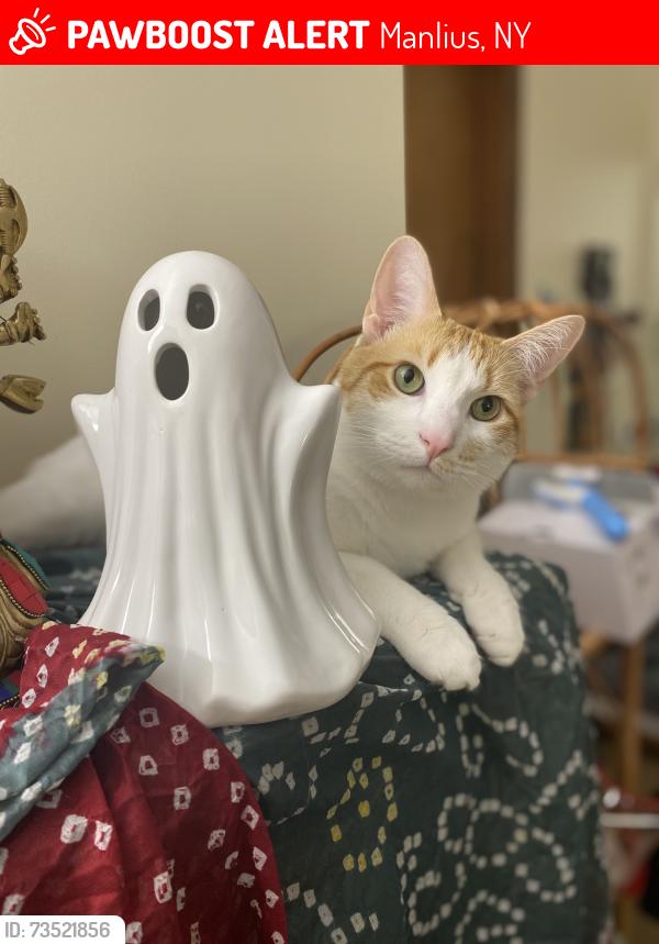 Lost Male Cat last seen MacClenthen Rd, Manlius, NY 13104