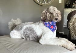 Reunited Female Dog last seen Near E 124th St S, Jenks, OK 74037, USA, Jenks, OK 74037