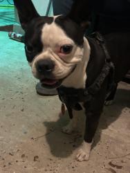 Found/Stray Male Dog last seen Pitaya Dr Laredo texas, Laredo, TX 78046
