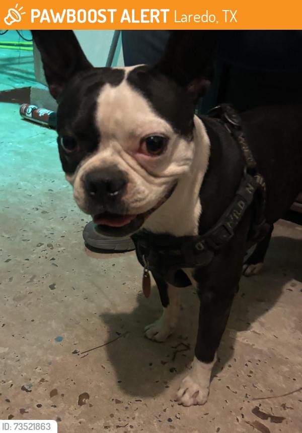 Found/Stray Male Dog last seen Pitaya Dr Laredo texas, Laredo, TX 78046
