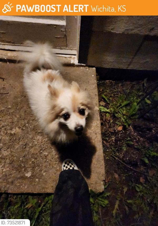 Found/Stray Unknown Dog last seen E 47th St south Wichita, Ks, Wichita, KS 67216