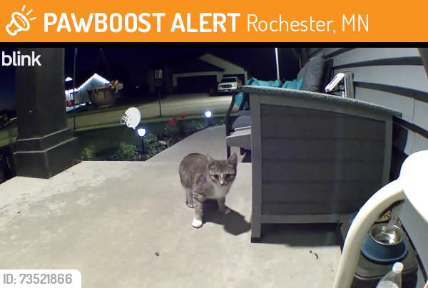 Found/Stray Unknown Cat last seen Fairway Dr. NW Rochester, MN, Rochester, MN 55901