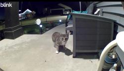 Found/Stray Unknown Cat last seen Fairway Dr. NW Rochester, MN, Rochester, MN 55901