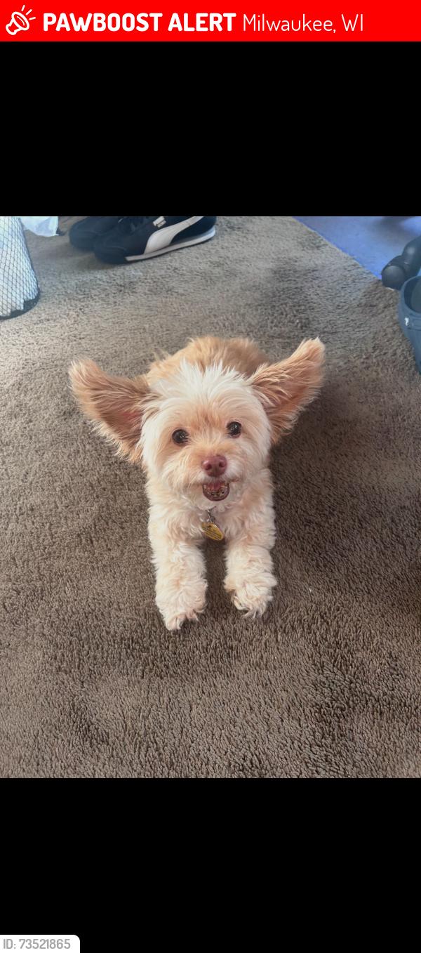 Lost Female Dog last seen 37th st locust, Milwaukee, WI 53210