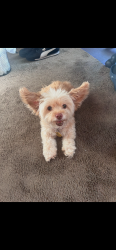 Lost Female Dog last seen 37th st locust, Milwaukee, WI 53210