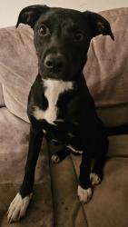 Reunited Female Dog last seen The dome on greenbank, Ottawa, ON K2H 8K9