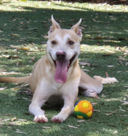 Shelter Stray Male Dog last seen , 14409 Vanowen St, Van Nuys, CA 91405, USA