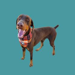 Shelter Stray Male Dog last seen Near ROGERS ST, BAKERSFIELD CA 93308, 3951 Fruitvale Ave, Bakersfield, CA 93308, USA
