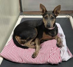 Shelter Stray Female Dog last seen Near BLOCK BEARDSLEY AVE, BAKERSFIELD CA 93308, 3951 Fruitvale Ave, Bakersfield, CA 93308, USA
