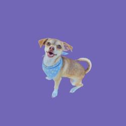 Shelter Stray Female Dog last seen Near ROGERS ST, BAKERSFIELD CA 93308, 3951 Fruitvale Ave, Bakersfield, CA 93308, USA