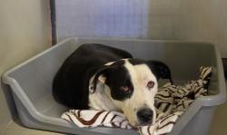 Shelter Stray Female Dog last seen Near BLOCK 58 HWY, MOJAVE CA 93501, 3951 Fruitvale Ave, Bakersfield, CA 93308, USA