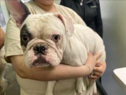 Shelter Stray Unknown Dog last seen , 1850 W 60th St, Los Angeles, CA 90047, USA