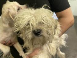 Shelter Stray Unknown Dog last seen , 1850 W 60th St, Los Angeles, CA 90047, USA