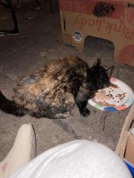 Found/Stray Female Cat last seen Concord, West Saint Paul, Saint Paul, MN 55107