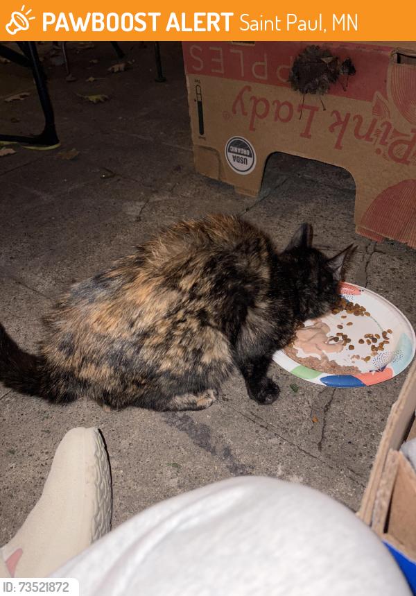 Found/Stray Female Cat last seen Concord, West Saint Paul, Saint Paul, MN 55107